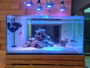 玄関とリビングから見える我が家の90センチ水槽を紹介するよ