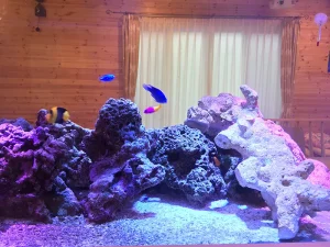 水槽にバクチャーを設置したら維持費がハンパなくエコになった