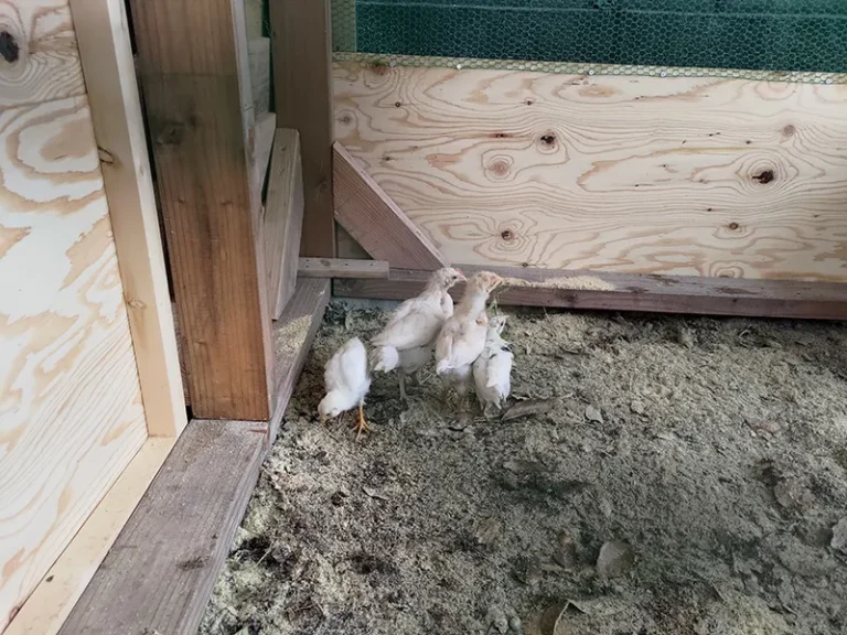 鶏小屋を自作しまして鶏を飼ってみたお