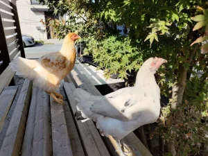家で鶏を飼うメリットを5つ紹介。よくある質問も。