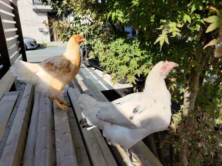 家で鶏を飼うメリットを5つ紹介。よくある質問も。